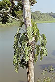 Canoe journey down the rivers of the Madre de Dios department in the Manu reserve